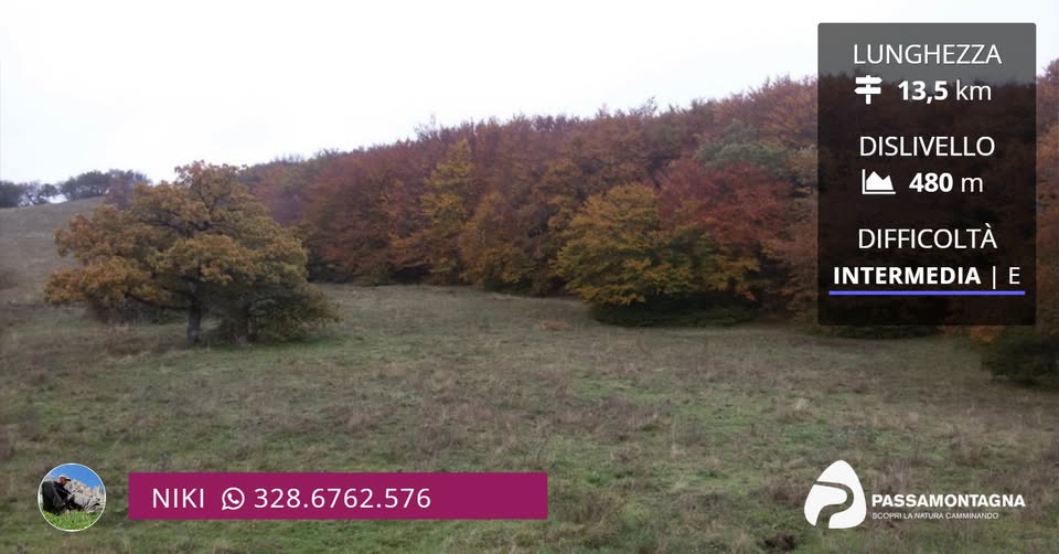 2026.10.31 foliage